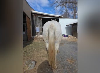 American Quarter Horse, Wallach, 14 Jahre, 152 cm, Schimmel