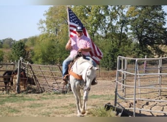 American Quarter Horse, Wallach, 14 Jahre, 152 cm, Schimmel