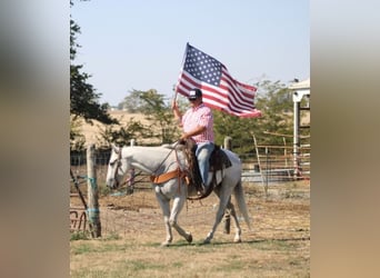 American Quarter Horse, Wallach, 14 Jahre, 152 cm, Schimmel