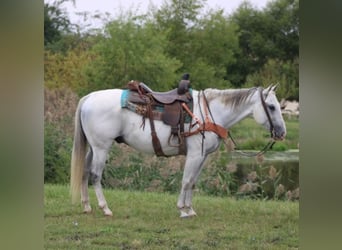 American Quarter Horse, Wallach, 14 Jahre, 152 cm, Schimmel