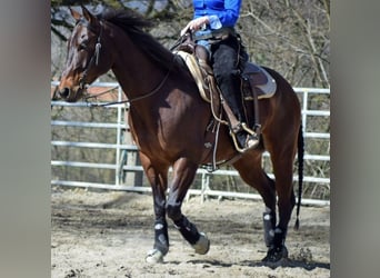 American Quarter Horse, Wallach, 14 Jahre, 153 cm, Brauner