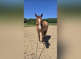 American Quarter Horse, Wallach, 14 Jahre, 153 cm, Red Dun