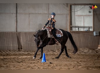 American Quarter Horse, Wallach, 14 Jahre, 154 cm, Dunkelbrauner