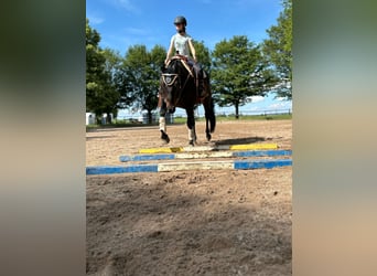 American Quarter Horse, Wallach, 14 Jahre, 154 cm, Dunkelbrauner