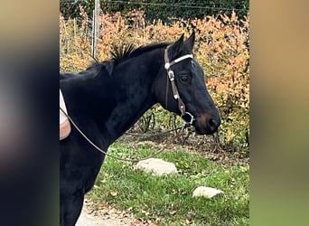 American Quarter Horse, Wallach, 14 Jahre, 154 cm, Dunkelbrauner