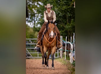 American Quarter Horse, Wallach, 14 Jahre, 155 cm, Brauner