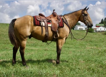 American Quarter Horse Mix, Wallach, 14 Jahre, 155 cm, Buckskin