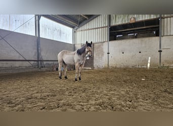 American Quarter Horse, Wallach, 14 Jahre, 155 cm, Buckskin