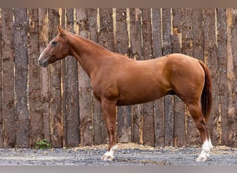 American Quarter Horse, Wallach, 14 Jahre, 155 cm, Dunkelfuchs