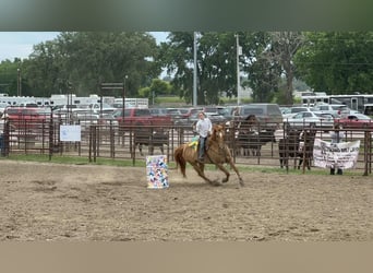 American Quarter Horse, Wallach, 14 Jahre, 155 cm, Red Dun