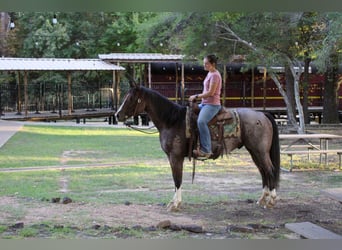 American Quarter Horse, Wallach, 14 Jahre, 155 cm, Roan-Bay