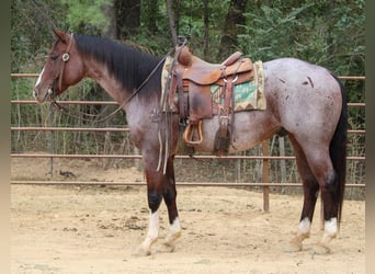 American Quarter Horse, Wallach, 14 Jahre, 155 cm, Roan-Bay
