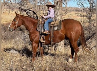 American Quarter Horse, Wallach, 14 Jahre, 155 cm, Rotfuchs