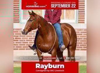 American Quarter Horse, Wallach, 14 Jahre, 155 cm, Rotfuchs