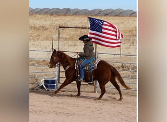American Quarter Horse, Wallach, 14 Jahre, 155 cm, Rotfuchs