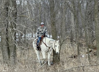 American Quarter Horse, Wallach, 14 Jahre, 155 cm, Schimmel