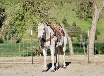 American Quarter Horse, Wallach, 14 Jahre, 155 cm, Schimmel