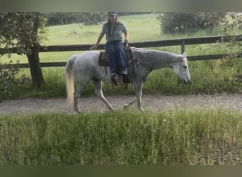 American Quarter Horse, Wallach, 14 Jahre, 155 cm, Schimmel