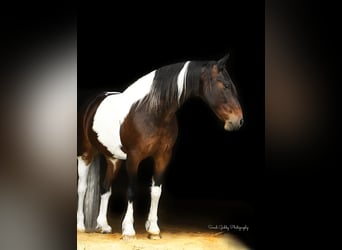 American Quarter Horse, Wallach, 14 Jahre, 155 cm, Tobiano-alle-Farben