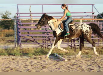 American Quarter Horse, Wallach, 14 Jahre, 155 cm, Tobiano-alle-Farben