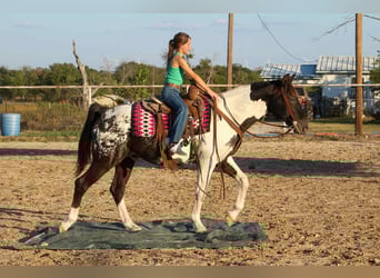 American Quarter Horse, Wallach, 14 Jahre, 155 cm, Tobiano-alle-Farben