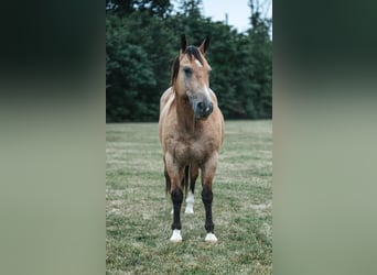 American Quarter Horse Mix, Wallach, 14 Jahre, 157 cm, Buckskin