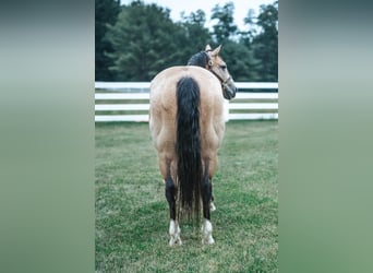 American Quarter Horse Mix, Wallach, 14 Jahre, 157 cm, Buckskin