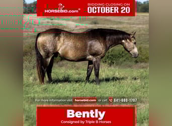 American Quarter Horse, Wallach, 14 Jahre, 157 cm, Buckskin