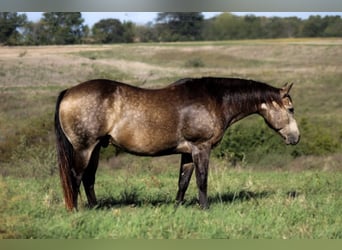 American Quarter Horse, Wallach, 14 Jahre, 157 cm, Buckskin