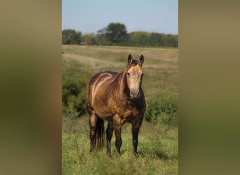 American Quarter Horse, Wallach, 14 Jahre, 157 cm, Buckskin