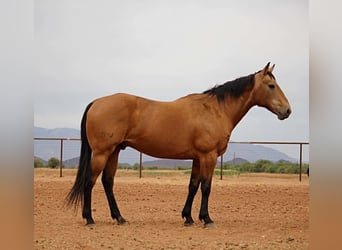 American Quarter Horse, Wallach, 14 Jahre, 157 cm, Buckskin