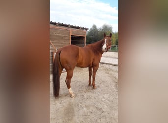 American Quarter Horse, Wallach, 14 Jahre, 157 cm, Fuchs