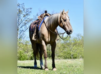 American Quarter Horse, Wallach, 14 Jahre, 157 cm, Palomino