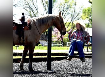 American Quarter Horse, Wallach, 14 Jahre, 157 cm, Palomino