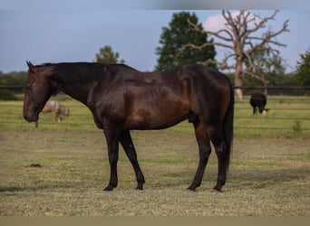 American Quarter Horse, Wallach, 14 Jahre, 157 cm, Rappe