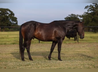 American Quarter Horse, Wallach, 14 Jahre, 157 cm, Rappe