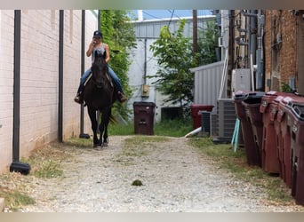 American Quarter Horse, Wallach, 14 Jahre, 157 cm, Rappe