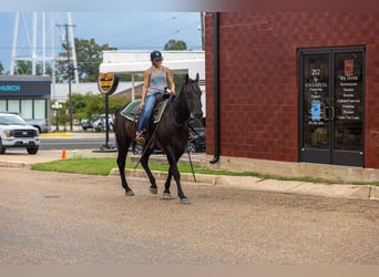 American Quarter Horse, Wallach, 14 Jahre, 157 cm, Rappe