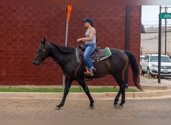 American Quarter Horse, Wallach, 14 Jahre, 157 cm, Rappe