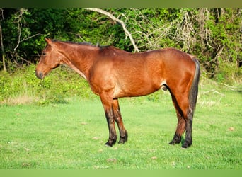 American Quarter Horse, Wallach, 14 Jahre, 157 cm, Roan-Bay