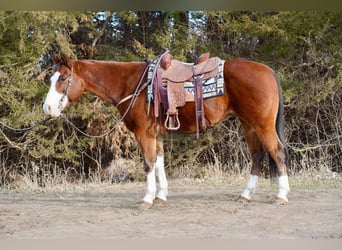 American Quarter Horse, Wallach, 14 Jahre, 157 cm, Rotbrauner