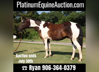 American Quarter Horse, Wallach, 14 Jahre, 157 cm, Tobiano-alle-Farben