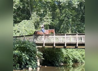 American Quarter Horse, Wallach, 14 Jahre, 160 cm, Roan-Bay