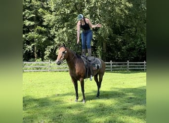 American Quarter Horse, Wallach, 14 Jahre, 160 cm, Roan-Bay