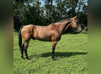 American Quarter Horse, Wallach, 14 Jahre, 160 cm, Roan-Bay