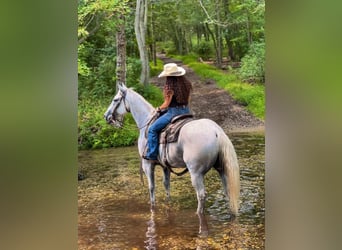 American Quarter Horse, Wallach, 14 Jahre, 160 cm, Schimmel