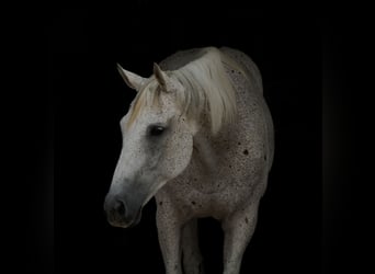 American Quarter Horse, Wallach, 14 Jahre, 160 cm, Schimmel