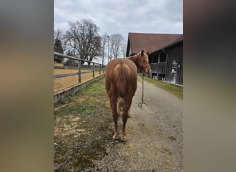 American Quarter Horse, Wallach, 14 Jahre, 161 cm, Fuchs