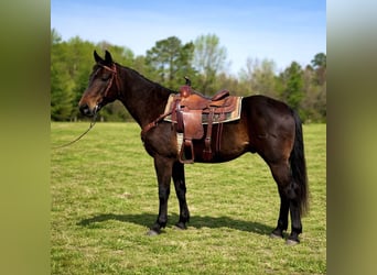 American Quarter Horse, Wallach, 14 Jahre, 163 cm, Dunkelbrauner