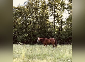 American Quarter Horse, Wallach, 14 Jahre, 163 cm, Fuchs